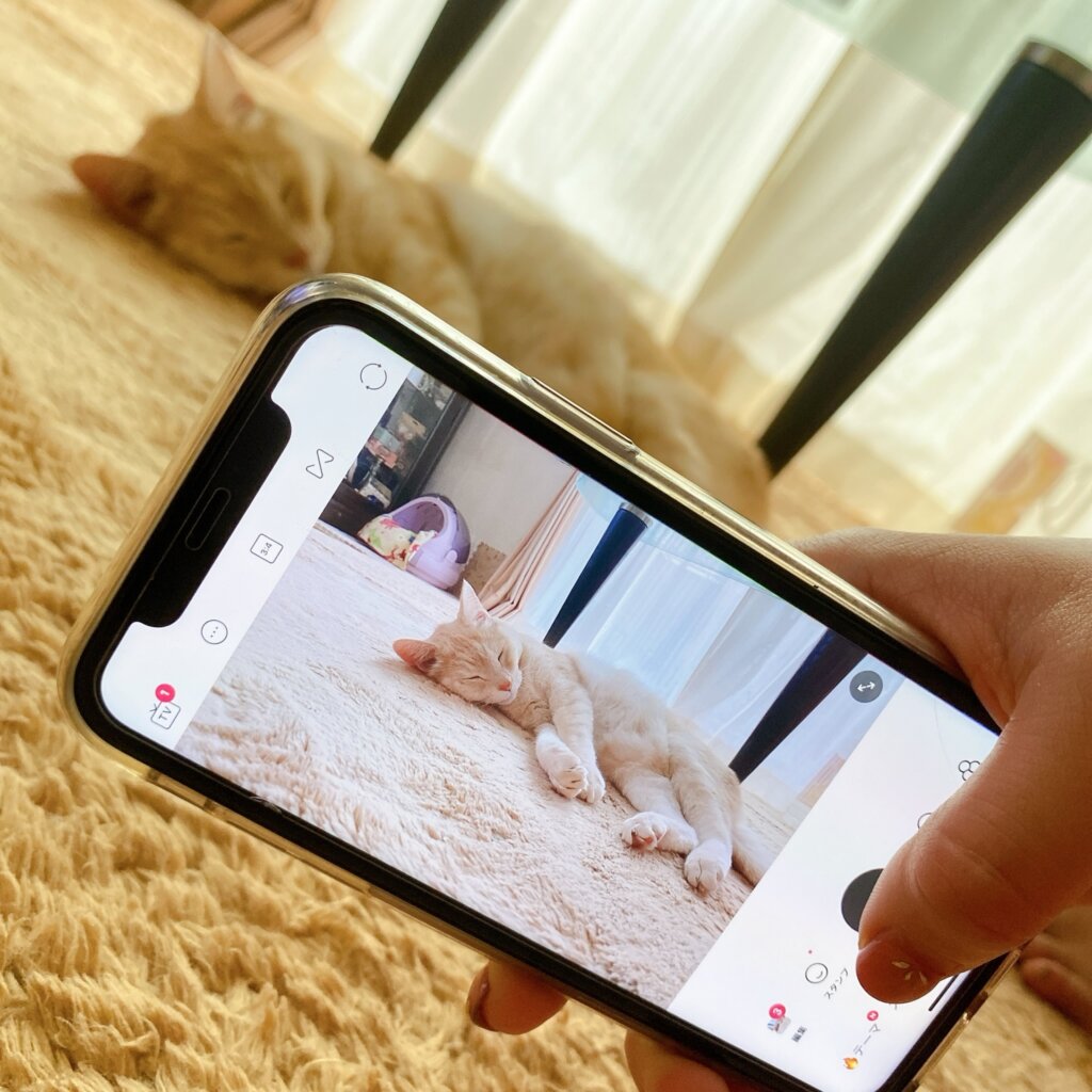 猫の写真を撮る