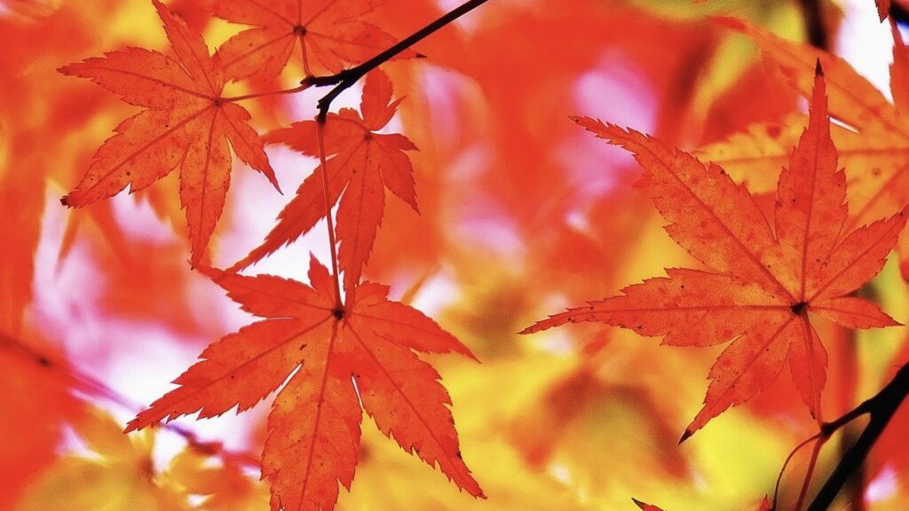 紅葉の風景