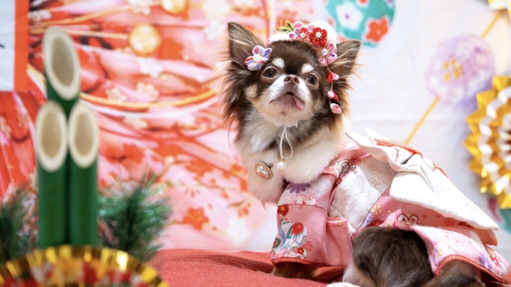 お正月飾りとチワワ