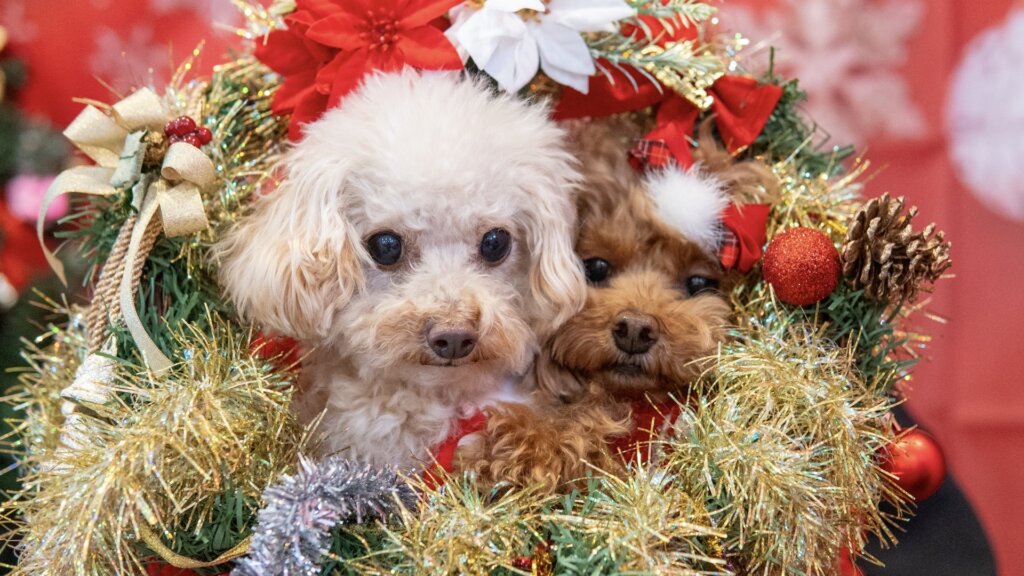 クリスマスリースとトイプードル