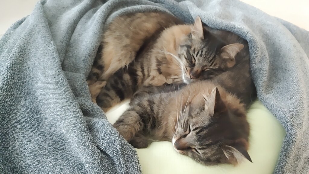 毛布にくるまる２匹の猫