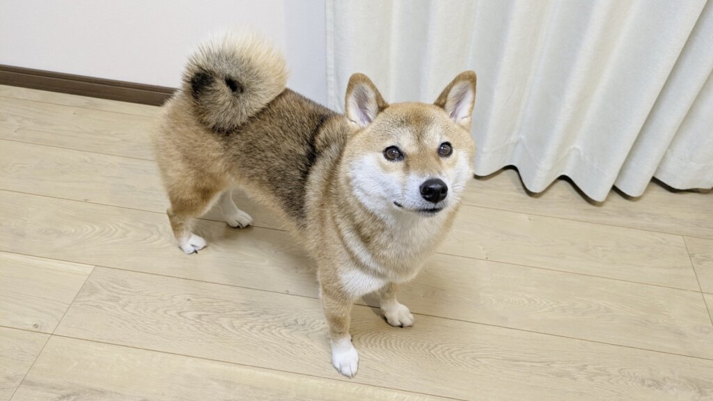 見上げてくる柴犬