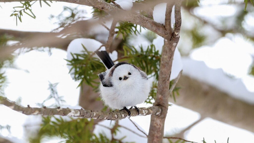 木に止まるシマエナガ