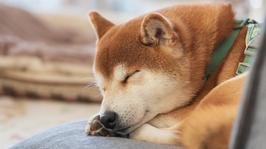 眠る柴犬